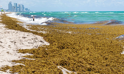 Playa con sargazo